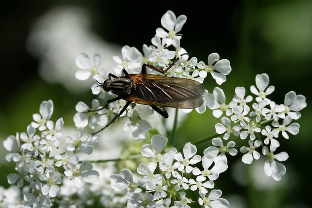Mosquito Control