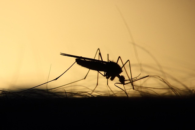 Mosquito Control
