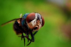 Revolutionize Mosquito Control: Professional Barrier Services for Your Safety