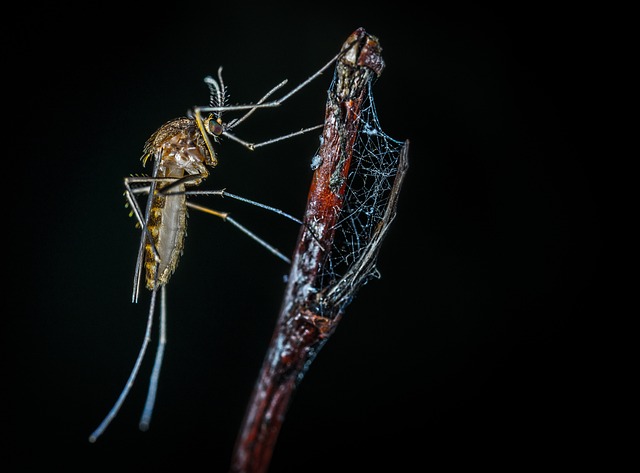 Mosquito Control