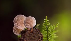 Mushroom Gummies and Beyond: Comprehensive Guide to Boosting Immunity