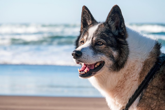 online pet marketplace