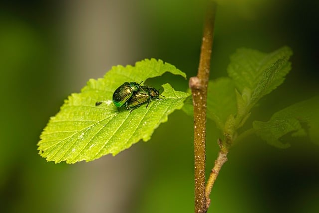 pest-control-640x480-27141591.jpeg