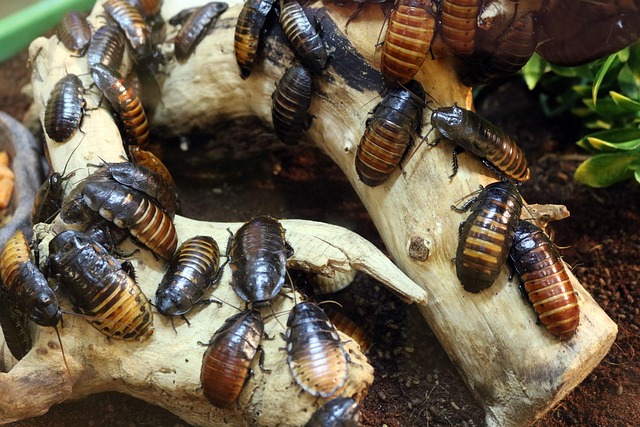 Pest Control