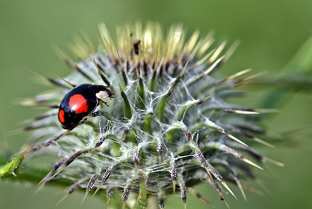 Pest Control