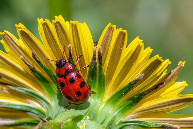 pest-control-for-ants-640x480-17141330.jpeg