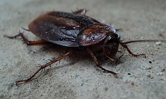 pest control for ants