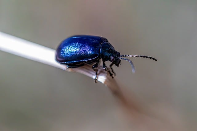 pest control for ants