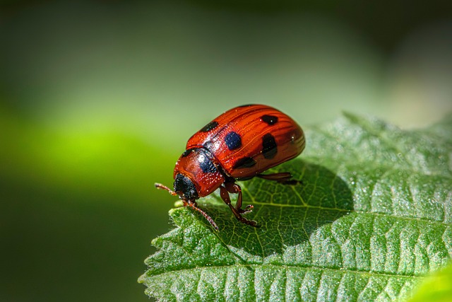 pest control for ants