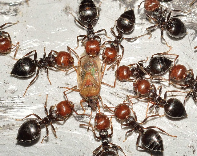 pest control for ants