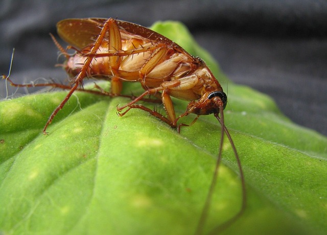 Pest Control for Apartments