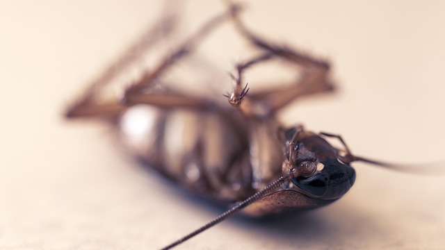 Pest Control for Apartments