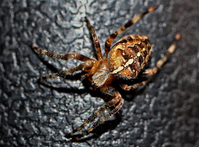 pest-control-for-apartments-640x480-55713902.jpeg