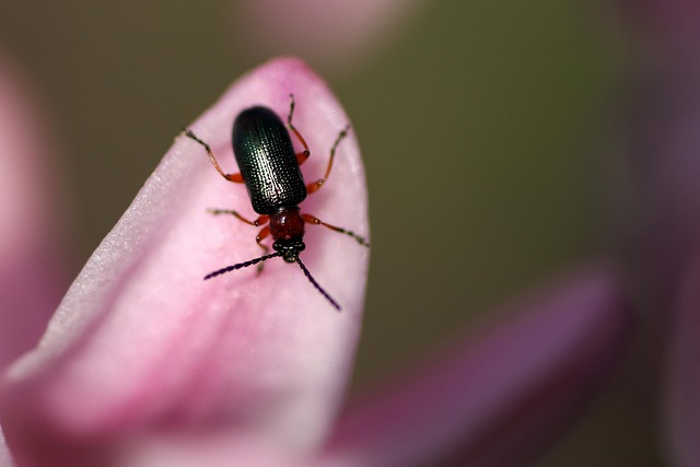 Pest Control for Apartments