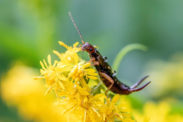 Pest Control Services