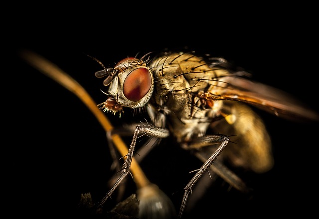 Pest Control Services