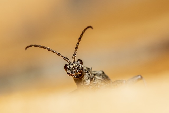 Pest Control Services