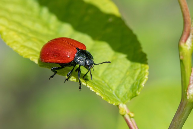 pest exterminator