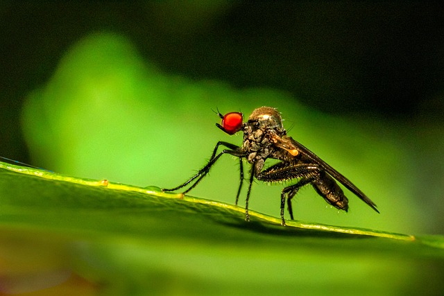 pest exterminator