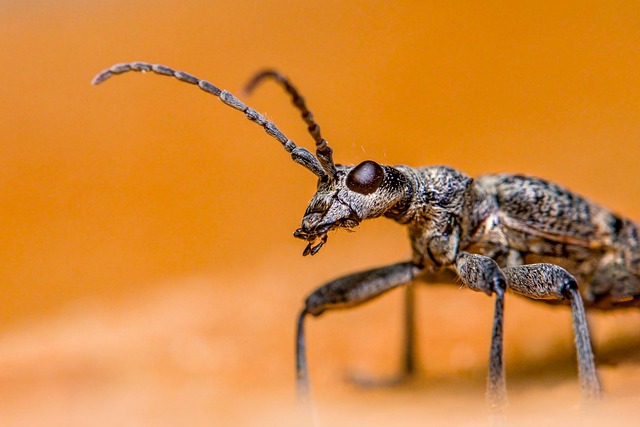 pest exterminator