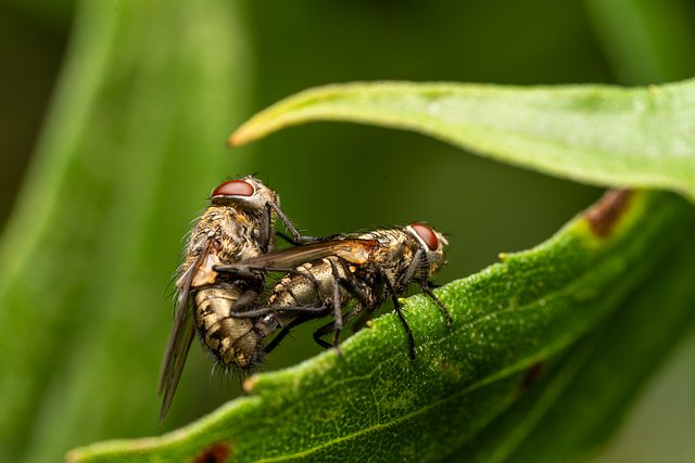 pest exterminator
