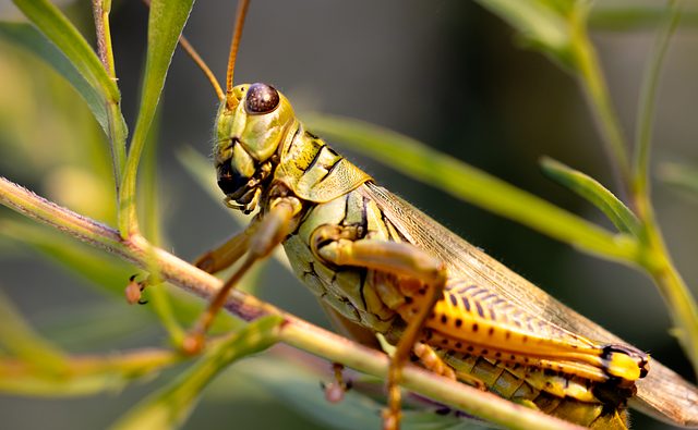 pest exterminator
