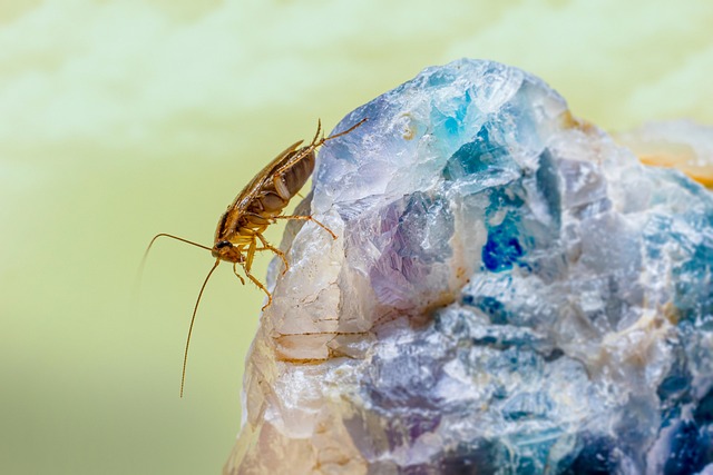 pest exterminator