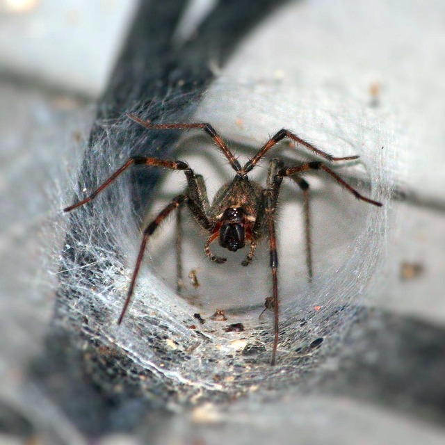 pest-exterminator-640x480-74344374.jpeg