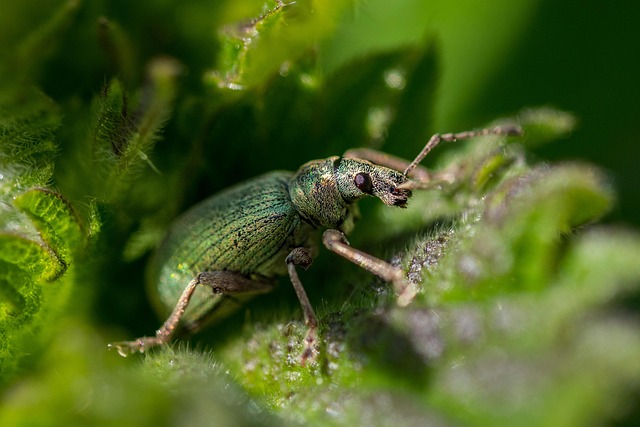 pest exterminator