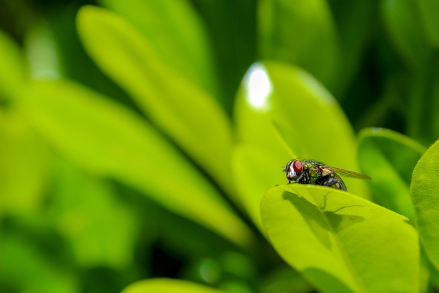 pest exterminator