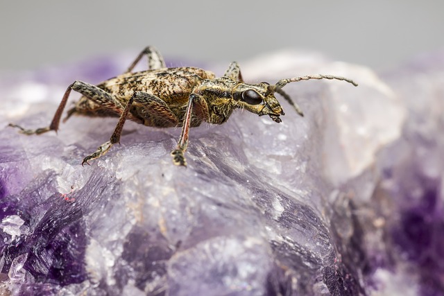 pest exterminator