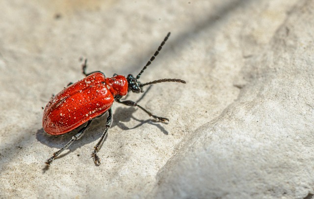 pest exterminator