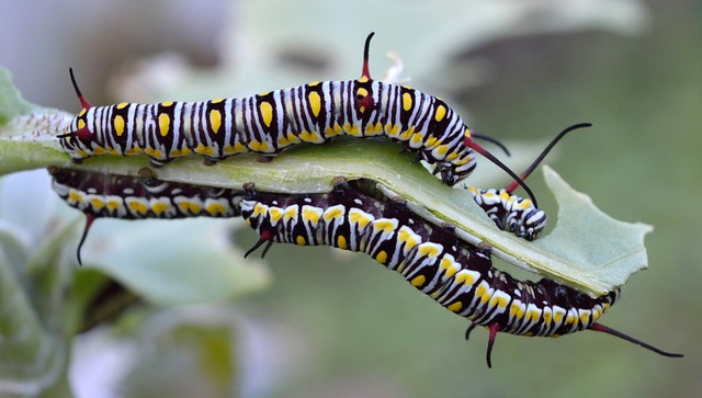 pest exterminator