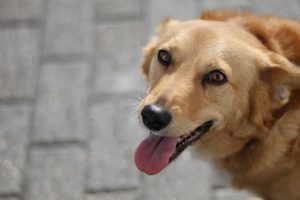 Mastering Pet Stain Cleaning: Comprehensive Guide to Spotless Carpets