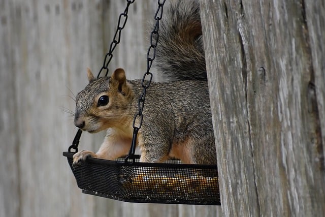 Professional Rodent Control