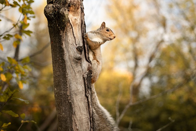Professional Rodent Control