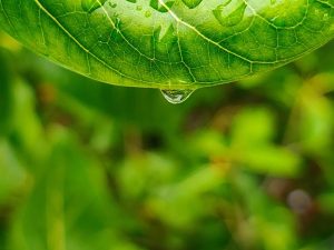 Maximizing Wellness with Pure CBD Isolate: Mastering Consistent Dosing
