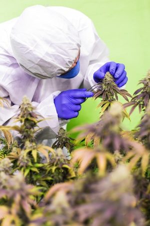Unveiling Pure CBD Isolate: Benefits, Uses, and Reputable Sources
