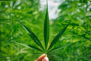 Pure CBD Isolate for First-Timers: A Comprehensive Guide to Unlocking Benefits