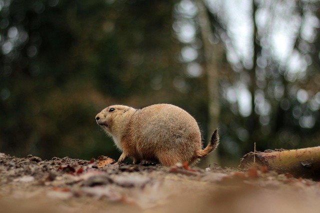 rodent-control-640x480-16889838.jpeg