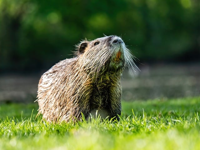 Rodent Control