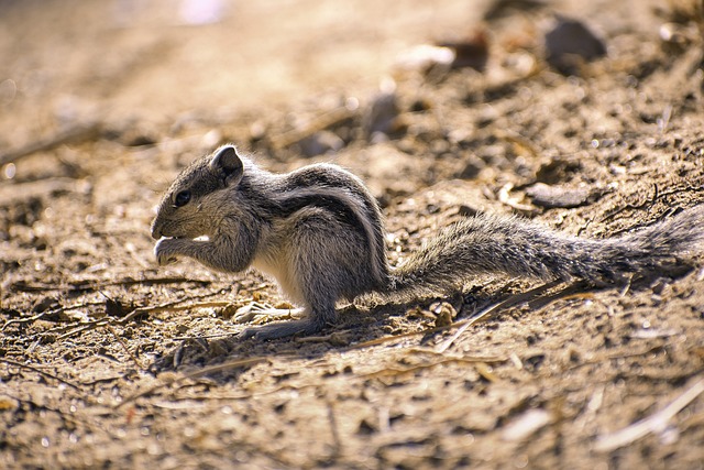 Rodent Control