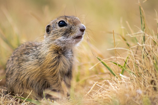 Rodent Control