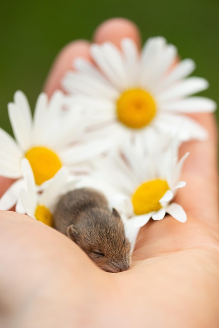 Rodent Control