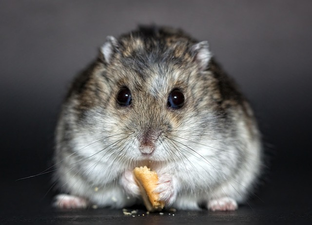 Rodent Control