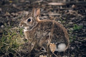 Eco-Friendly Rodent Control: Natural Solutions for a Sustainable Future