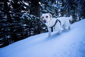 Mastering the Tactical Dog Harness: A Comprehensive Guide to Adjustable Fit
