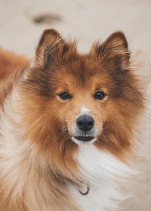 Mastering Tactical Dog Harnesses: Features, Fit, and Safety Guide