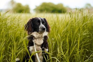 Tactical Dog Vest Visibility: Safety Features and Training Tips