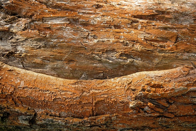 termite inspection
